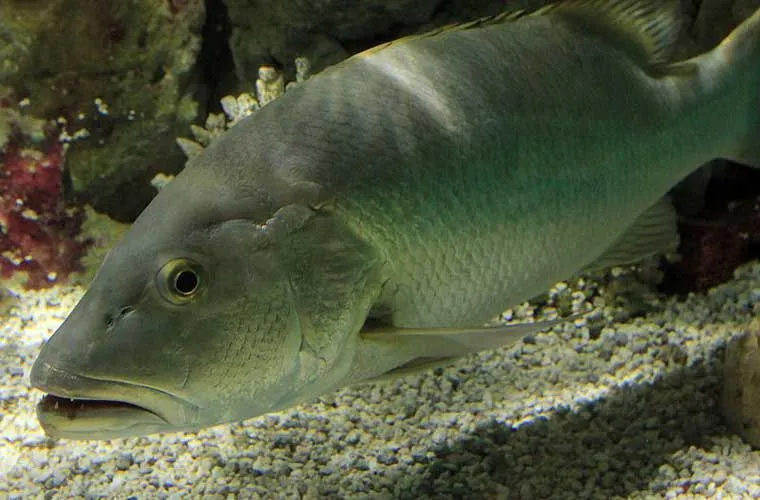 Facts and information about cubera snappers intrigue us.