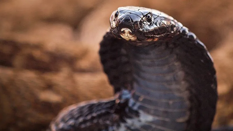 Egyptian cobra facts bring us joy.