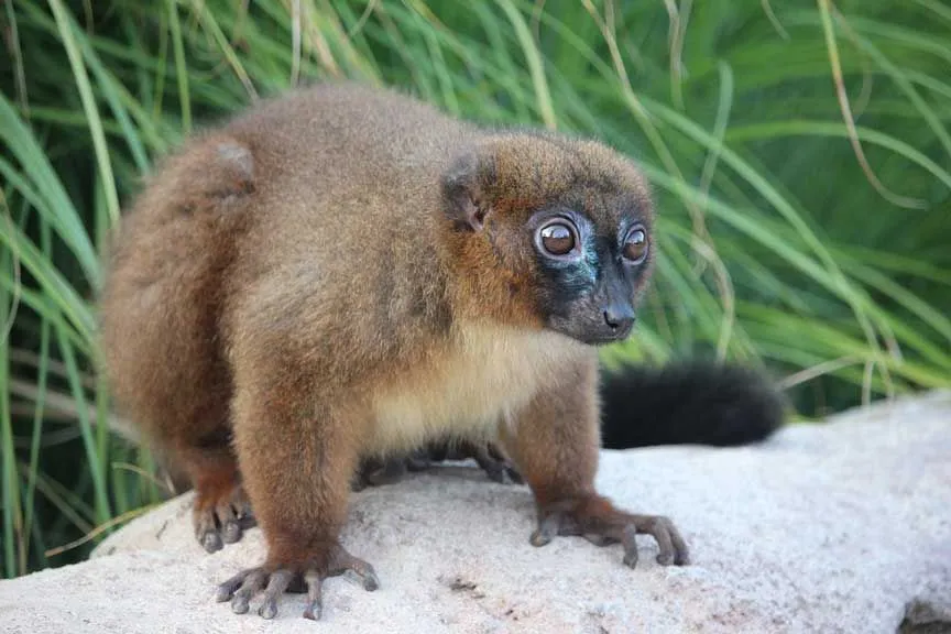 The gray-brown mouse lemur belongs to the same genus as gray mouse lemurs.