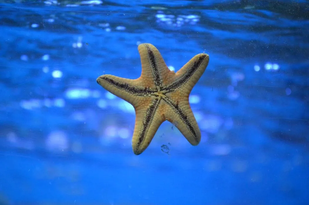 Fun Starfish Facts For Kids | Kidadl
