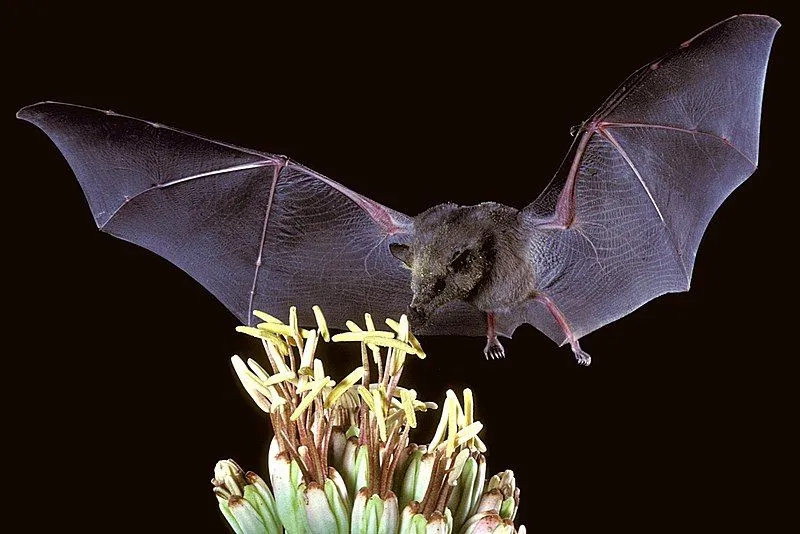 Tube lipped nectar bat a sole pollinator of Centropogon nigricans flowers.