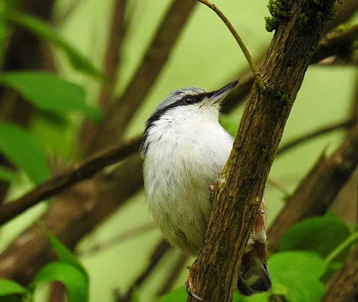 Eurasian nuthatches frequent bird feeders