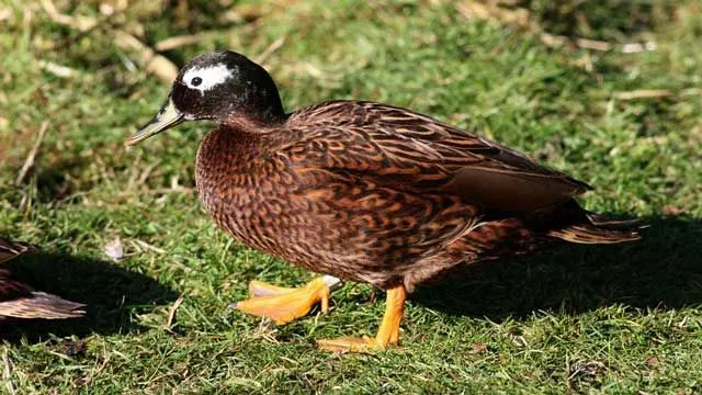 Laysan ducks have brown-dominated feathers on their body.