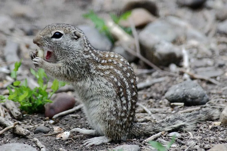 The Mexican ground squirrel, Spermophilus mexicanus, is a species of small-bodied bushy-tailed rodents with nine rows of squarish white spots on its back.