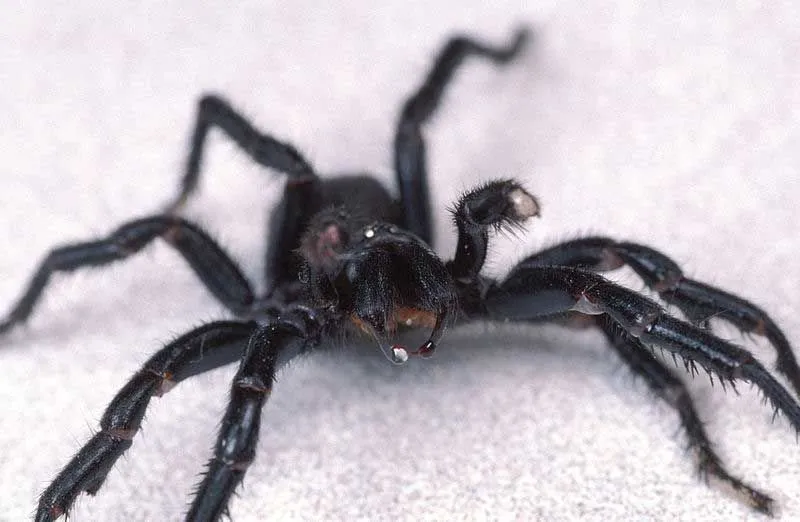 Funnel-web spiders are typically large, often found in darker shades of blue, brown, and black.