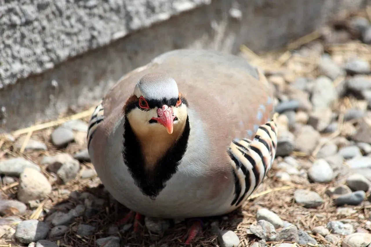 Chukars are quail-like birds.
