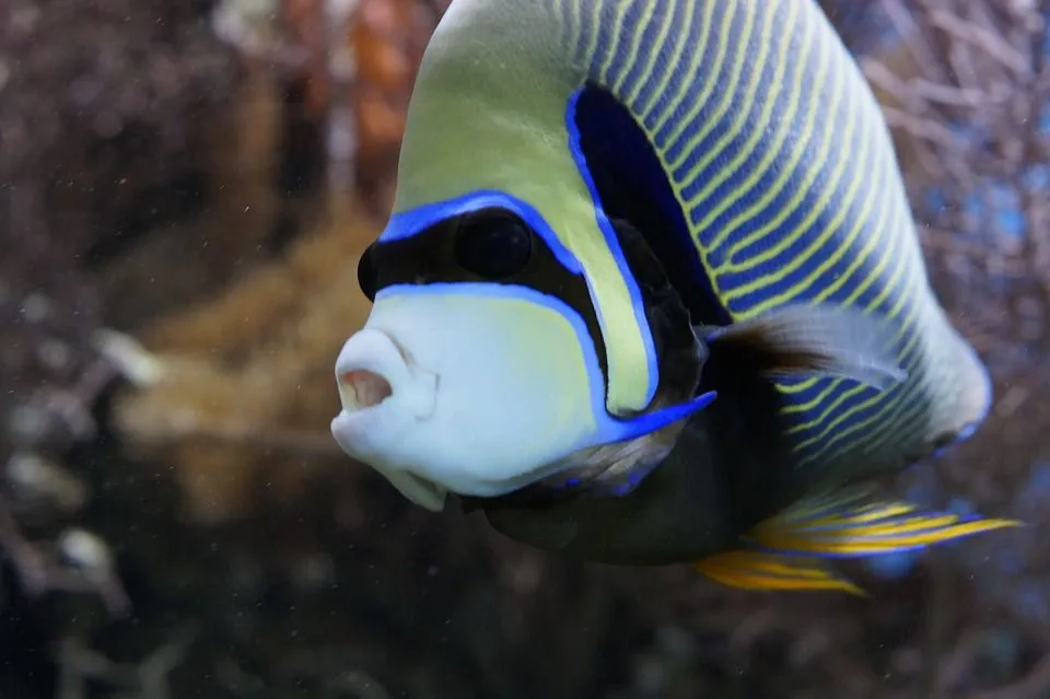 Emperor angelfish is also known as imperial angelfish.