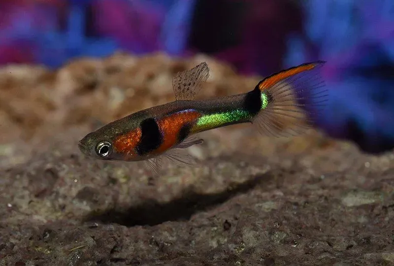Endle guppies are quite colorful in appearance and are really small in size.