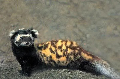The marbled polecat is a nocturnal animal.