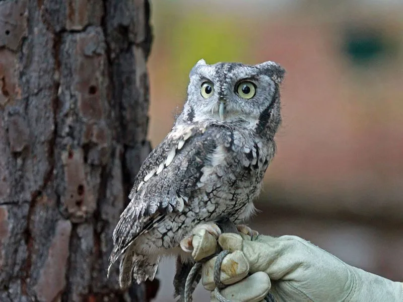 Eastern screech owl has a small and sturdy appearance.
