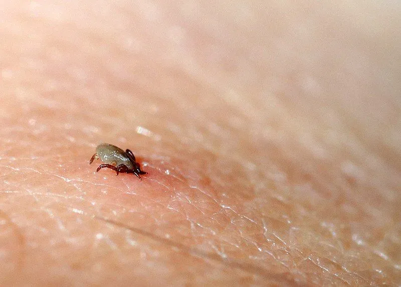 Ticks are tiny in appearance and have mostly brown coloration.