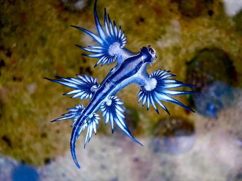 The blue dragons have three pairs of cerata or arms on each side of their body.