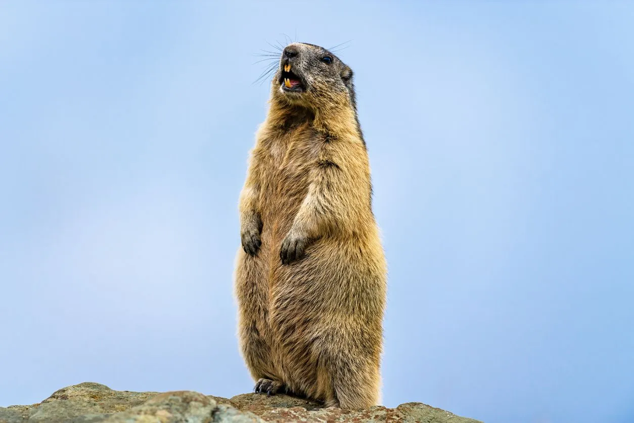 Fun Marmot Facts For Kids | Kidadl