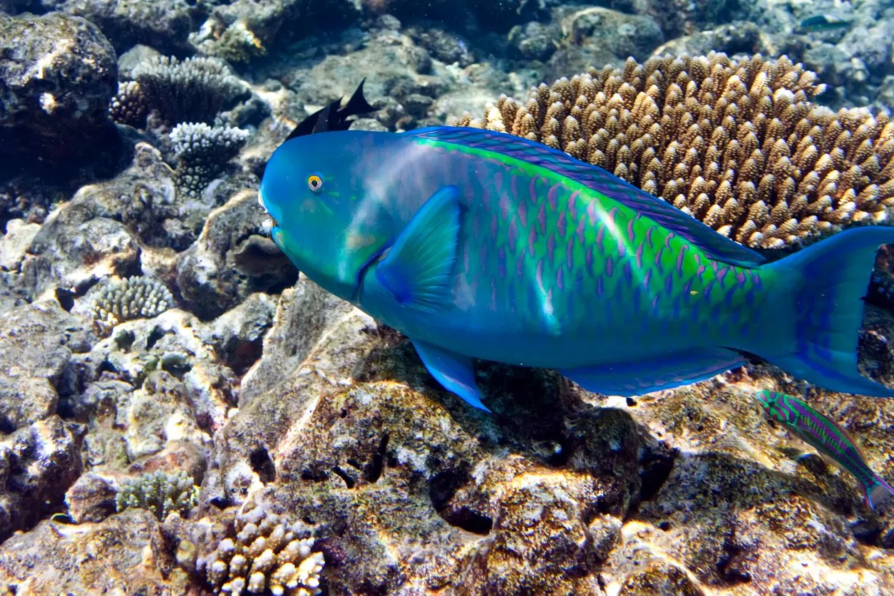 blue Parrotfish 