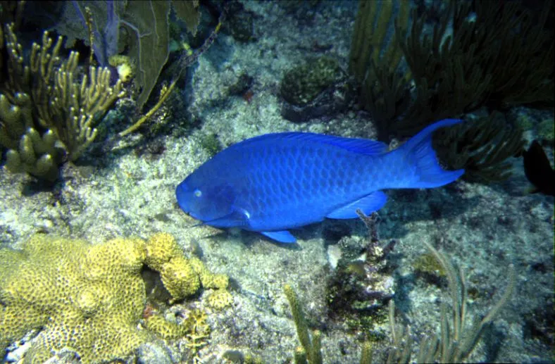 The fused teeth help blue parrotfish in feeding on rocks and algae easily.