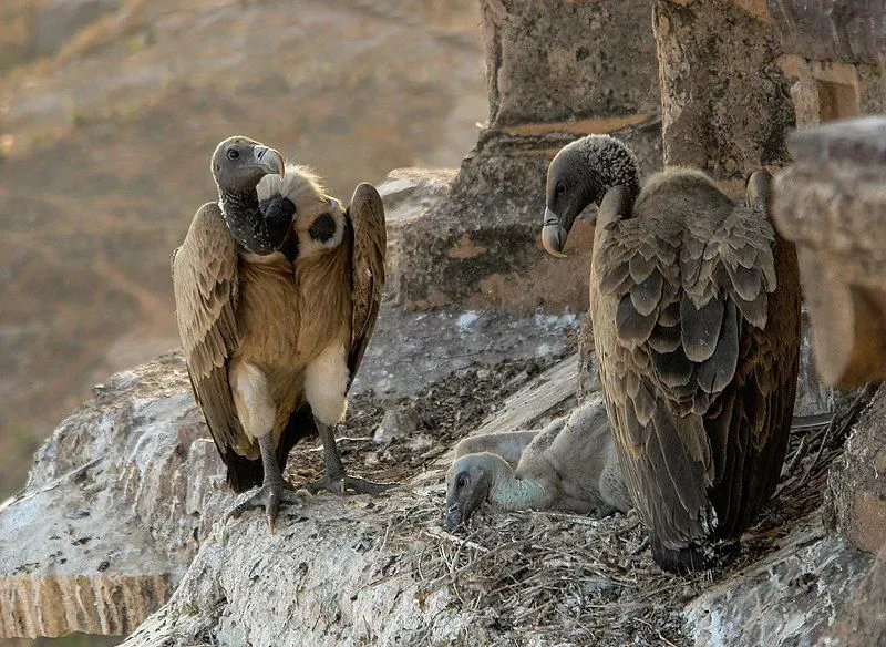 The Indian vulture has pale-colored bills on its body.