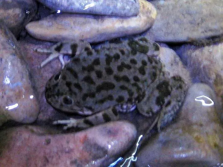These aquatic frogs have a glossy brown shade with dark spots making unique patterns.