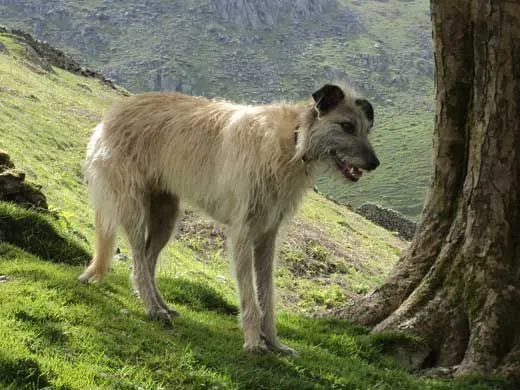Lurcher facts tell us about a group of cross-breed dogs