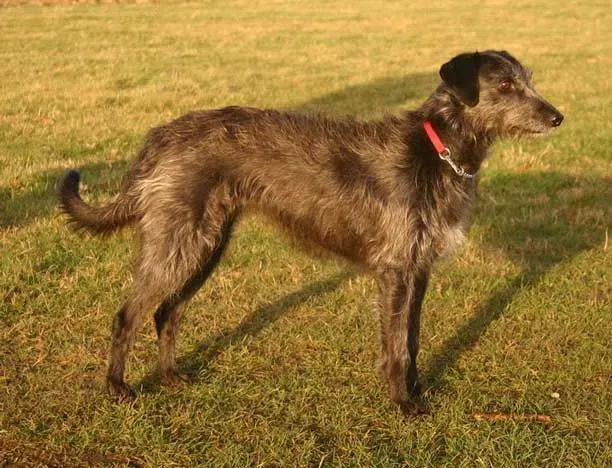Coat color of any of the lurcher dog breed entirely depends on its parents