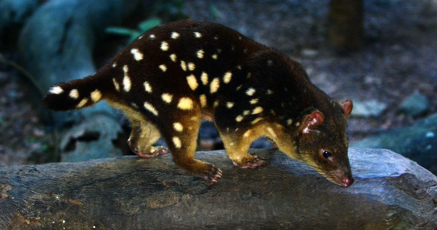 Tyggegummi magasin Komprimere Northern Quoll: 21 Facts You Won't Believe!