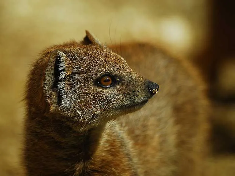 The yellow mongoose has a high resistance against snake venom.