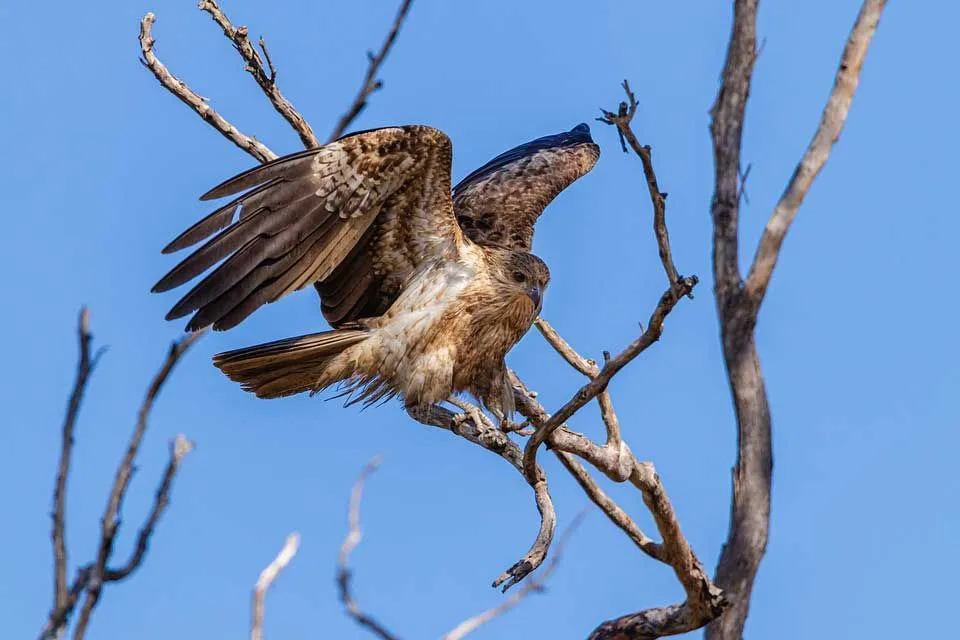 The underwings of the whistling kite have a pale 'M' shape when they are open.