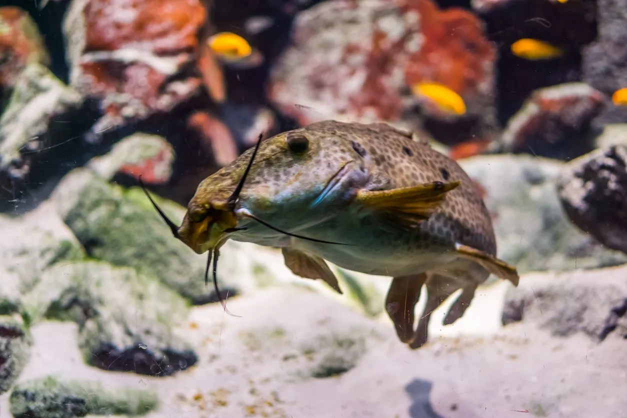 Read these interesting giraffe catfish facts to learn more about this African-origin animal.