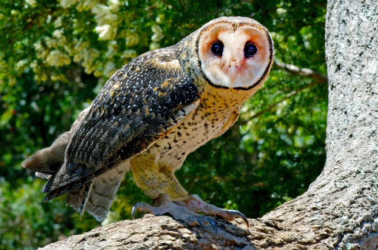 Fun Australian Masked Owl Facts For Kids