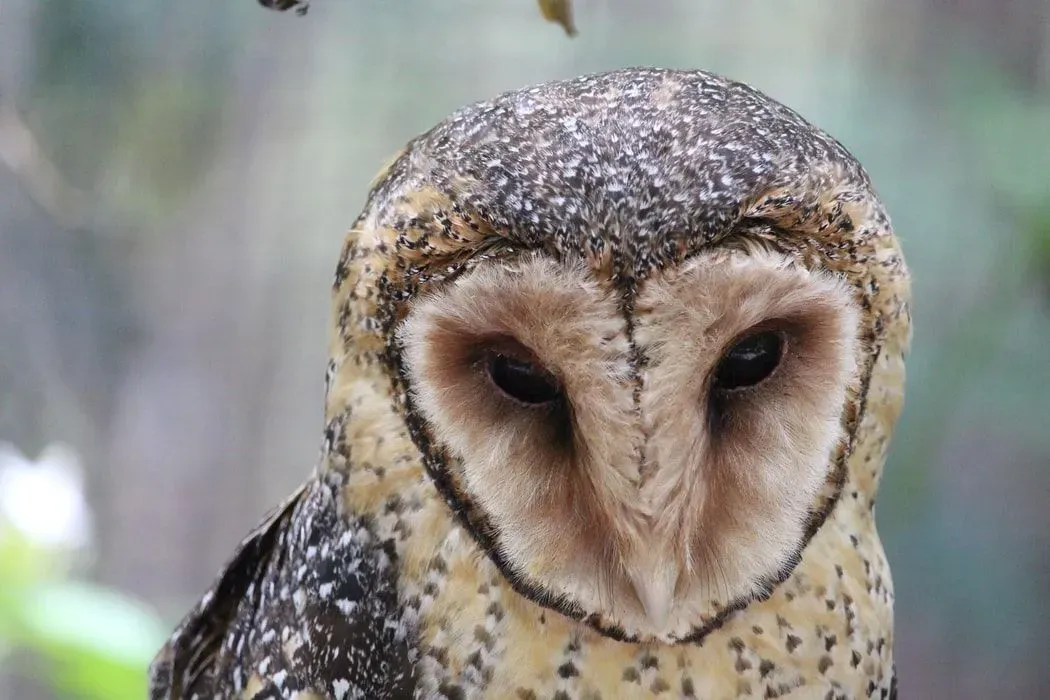 The females of Australian masked owls are heavier than the males and are less aggressive.