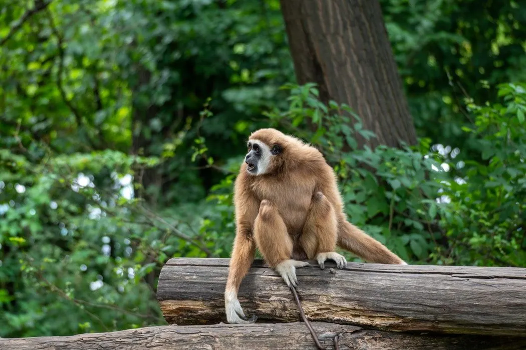 The hoolock gibbon species are known to have strong arms that are longer than their legs.