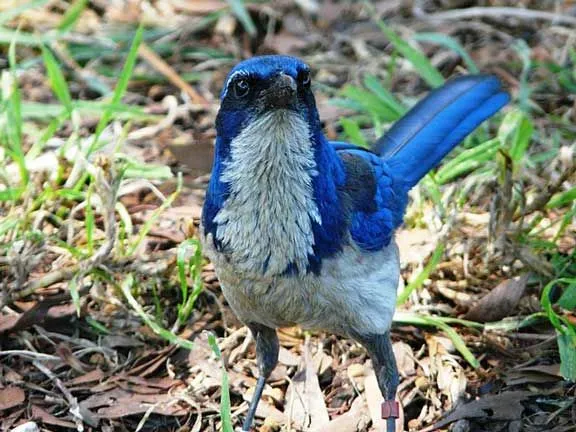 Did you know that scrub jays also eat small birds and other birds' eggs.
