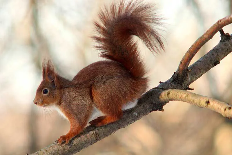 The Eurasian red squirrel eats seeds and nuts