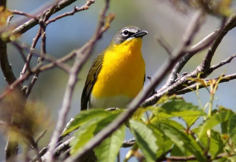 The yellow breasted chat has a yellow chest which makes it easy to recognize them.
