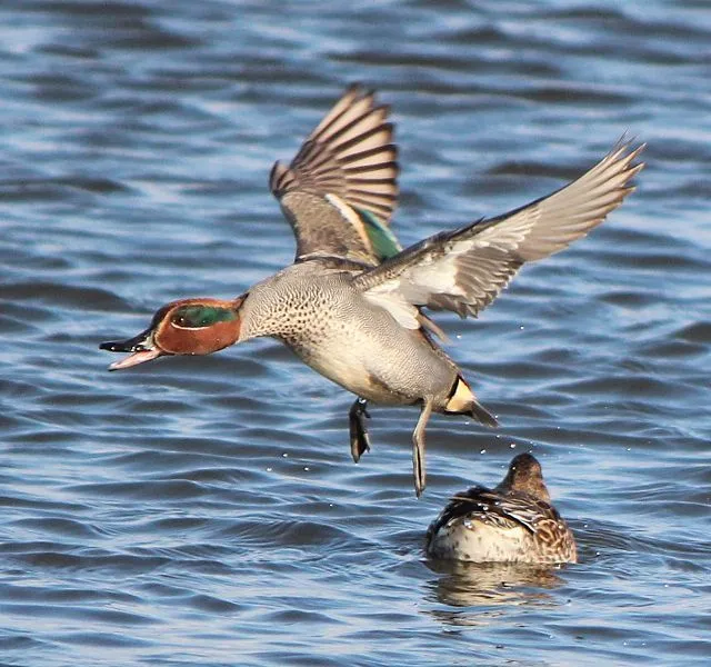 Teal bird species can be found living across a range of freshwater bodies.