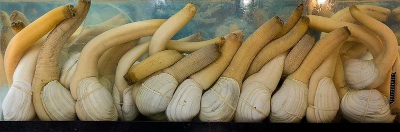 A highly sought-after shellfish, a geoduck is quite expensive