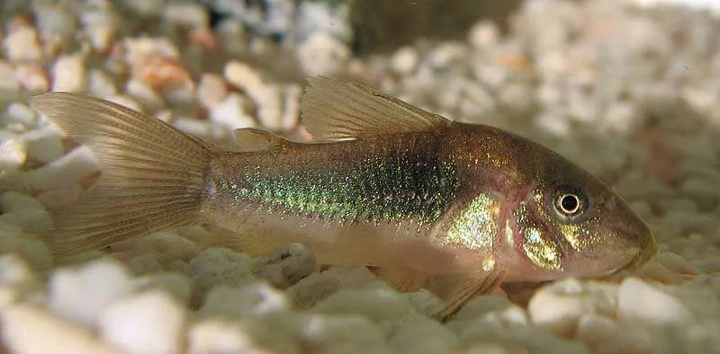 A bronze corydoras is a fish that belongs to the class of Actinopterygii and also goes by the name of bronze catfish.