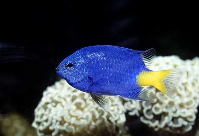 The yellowtail damsel likes the surroundings of the aquarium to be covered with green coral reef.