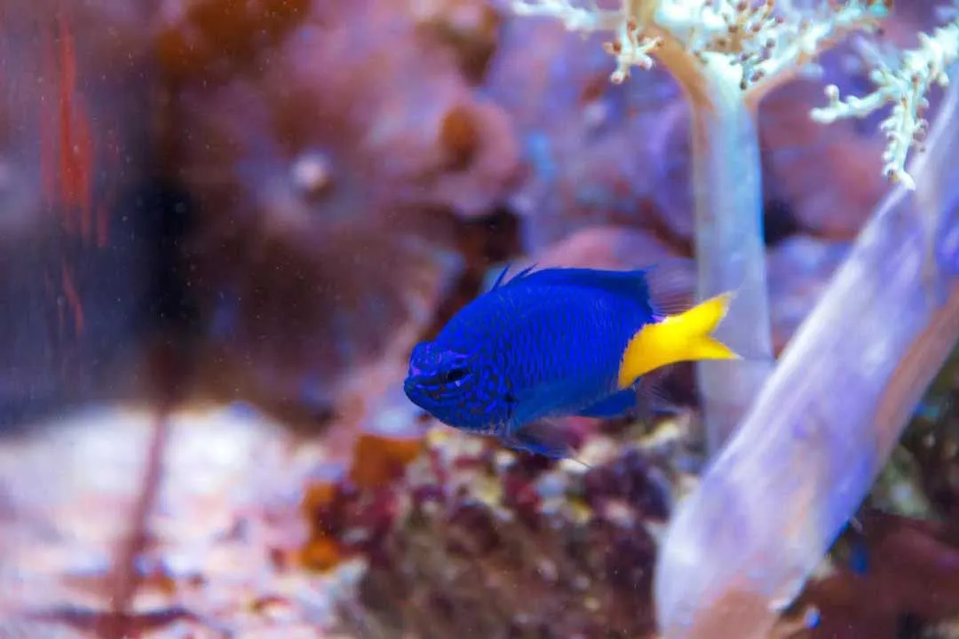 Read these interesting yellowtail damselfish facts about these fishes that show aggression while protecting their territory