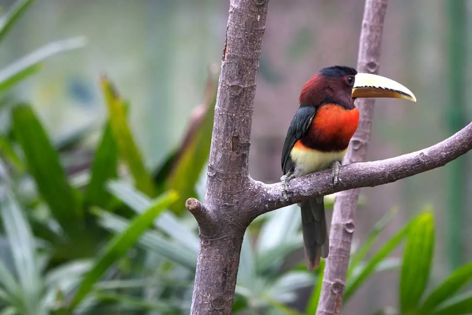 Discover ivory-billed aracari facts, a small toucan, found in South America