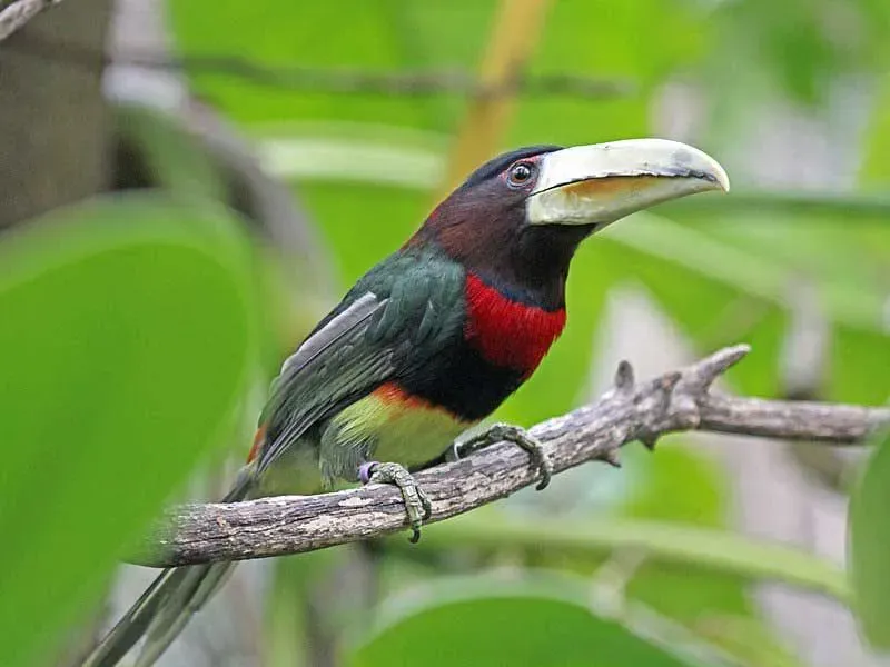 Ivory-billed aracari (Pteroglossus azara) often spotted perched on a snag or foraging in a fruiting tree.