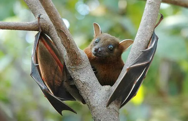 Jamaican fruit-eating bat (Artibeus jamaicensis) helps to disperse pollen and fruit seeds across the wild forests.