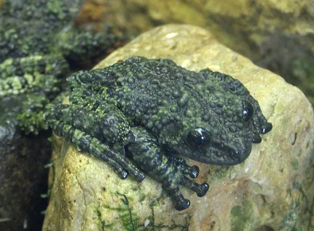 Both male and female Vietnamese mossy frogs have sticky pads on their toes.