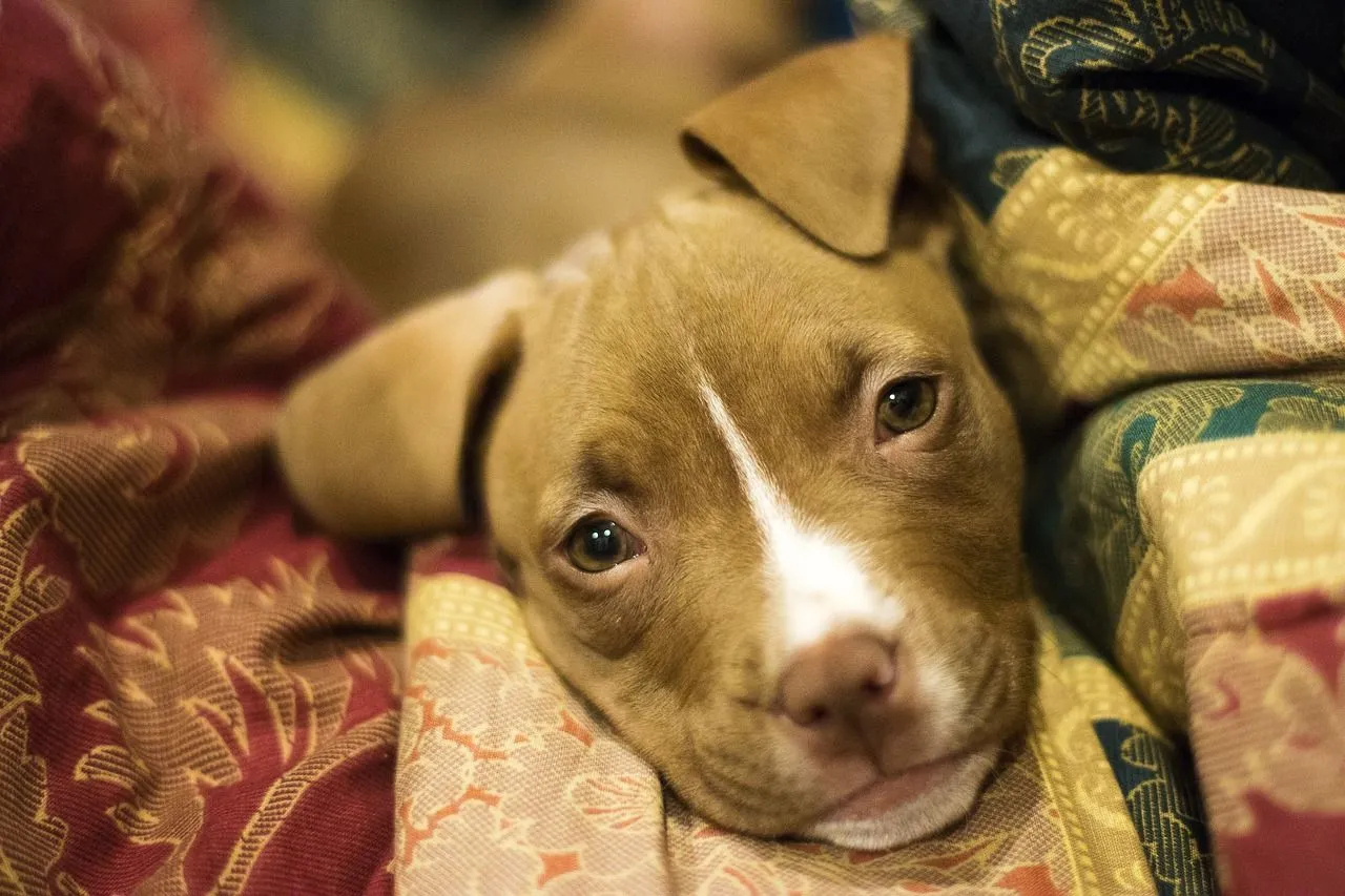 Fun Pit Bull Facts For Kids