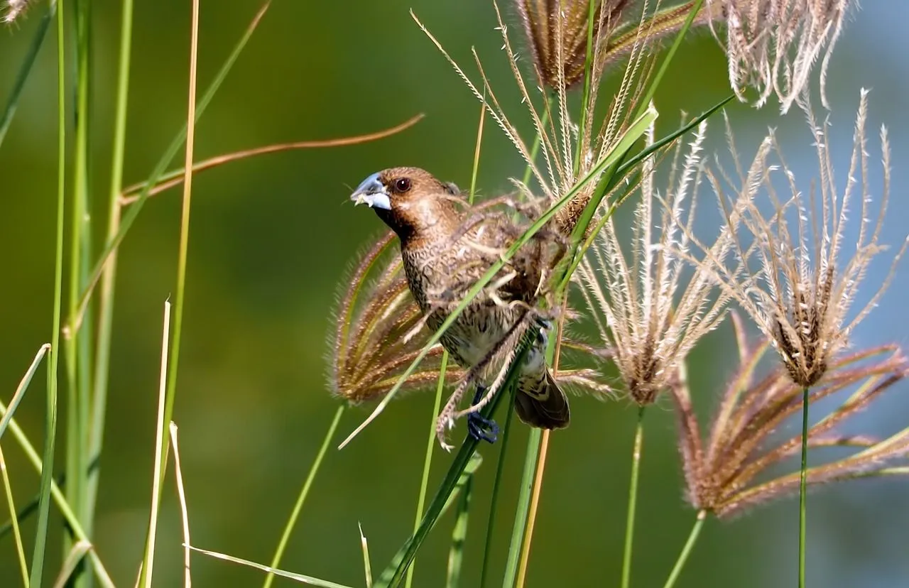 Scaly-breasted munia has brown upperparts and white underparts with scaling on the flanks.