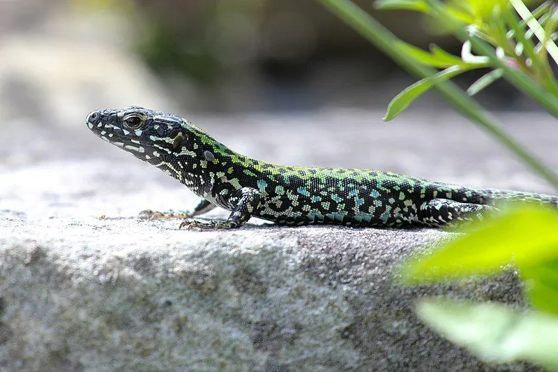 The Lazarus lizard can grow its tail if it loses it.