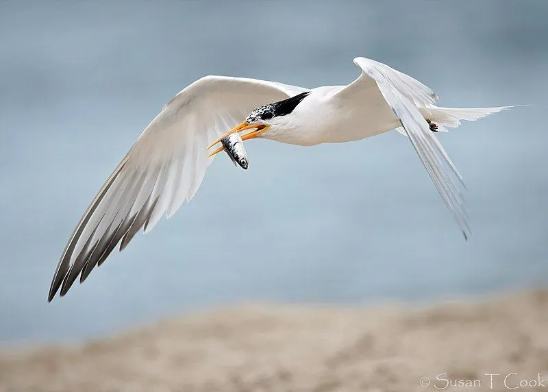 Discover elegant tern, who has a restricted breeding location like San Diego bay.