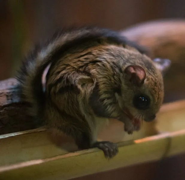 Japanese dwarf flying squirrel facts include the fact that they have jet black eyes.