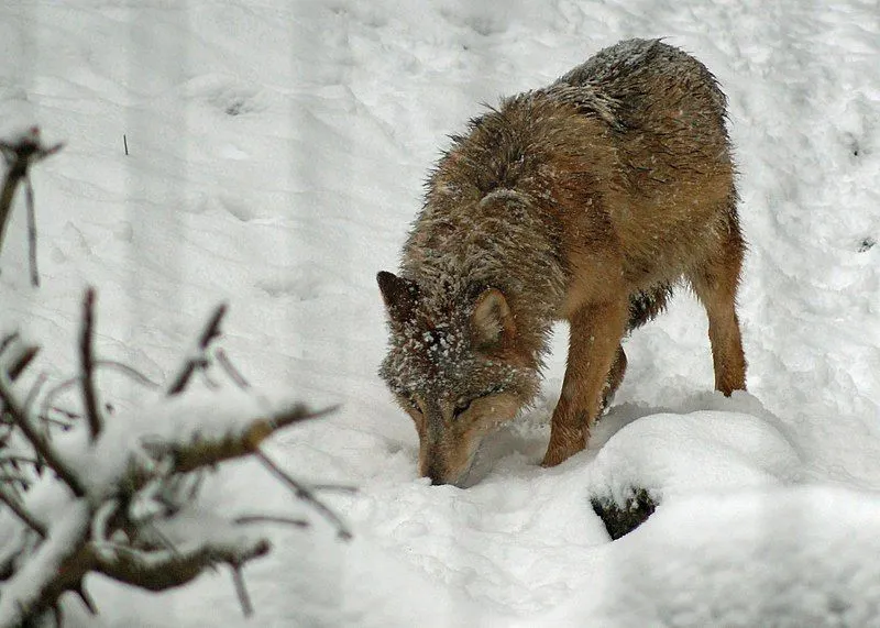 The Mongolian wolf has fulvous, gray, brown, and black fur.
