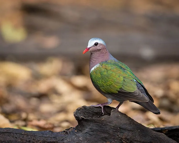 Common emerald dove facts, it is the state bird of the Indian state-Tamil Nadu.