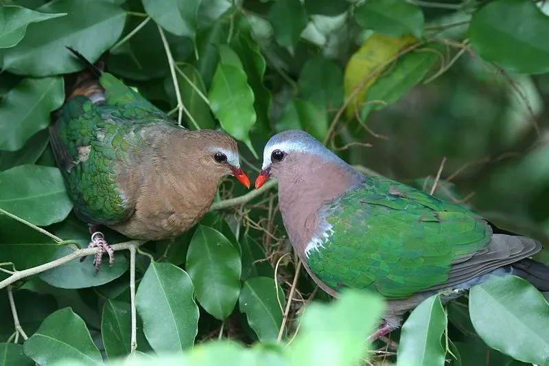 A pair of emerald doves look beautiful with their colors.